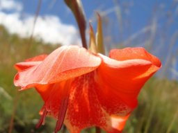 Gladiolus saundersii flower in demure mode